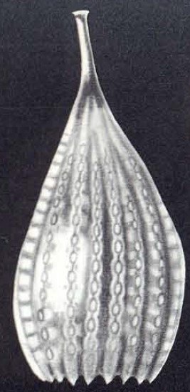 Lagena (?) neodesmorpha McCulloch, 1981 Lagena (?) neodesmorpha McCulloch, 1981