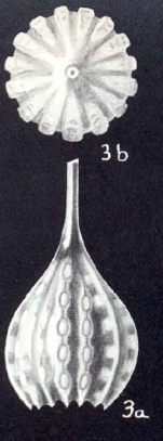 Lagena subpunctiformis McCulloch, 1981