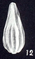 Lagena (?) paravistriata McCulloch, 1981