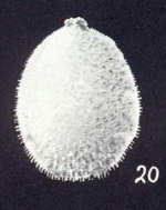 Lagena (?) neoglobularis McCulloch, 1981