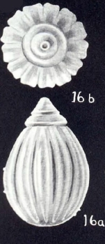 Lagena (?) capicostata McCulloch, 1981