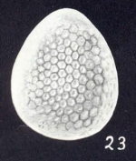 Oolina (?) neofavosapunctata McCulloch, 1981