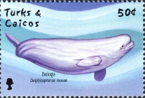 Beluga Whale Delphinapterus leucas (Pallas, 1776)