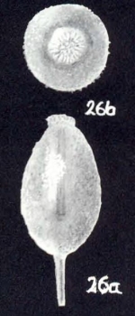 Oolina cristobalensis McCulloch, 1981
