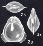 Fissurina alatifundata McCulloch, 1981