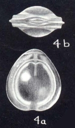 Fissurina gibralterensis McCulloch, 1981