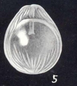 Fissurina southafricaensis McCulloch, 1981