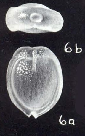 Fissurina planiformis McCulloch, 1981 Fissurina planiformis McCulloch, 1981