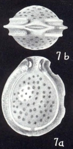 Fissurina galeriana McCulloch, 1981