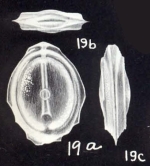 Fissurina spissiformis McCulloch, 1981