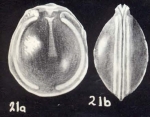 Fissurina arubaensis McCulloch, 1981