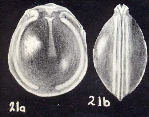 Fissurina arubaensis McCulloch, 1981 Fissurina arubaensis McCulloch, 1981
