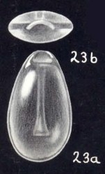Parafissurina abbotti McCulloch, 1981