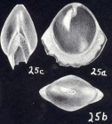 Fissurina castaniformis McCulloch, 1981