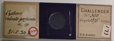 Brady's slide of Cythere sulcatoperforata Brady, 1880 (now empty)