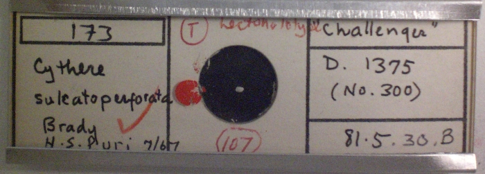 H. S. Puri's slide of Cythere sulcatoperforata Brady, 1880 containing the lectotype H. S. Puri's slide of Cythere sulcatoperforata Brady, 1880 containing the lectotype
