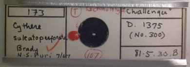 H. S. Puri's slide of Cythere sulcatoperforata Brady, 1880 containing the lectotype