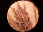 Close-up of pistillate spike