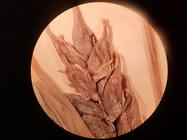 Close-up of pistillate spike