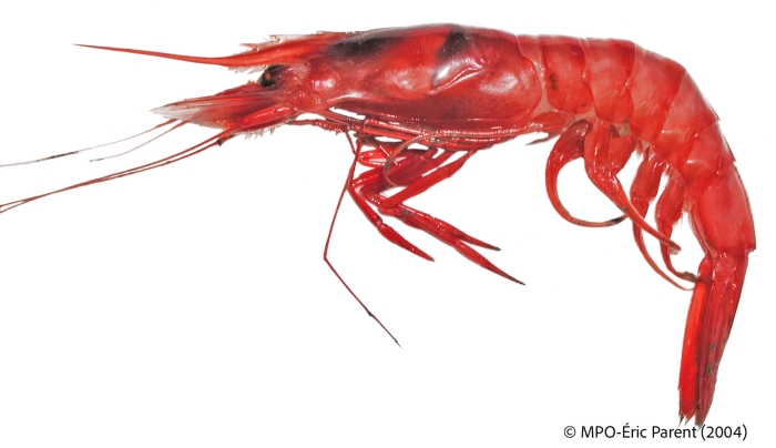 Aristeus antillensis - large female shrimp Aristeus antillensis - large female shrimp