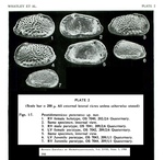 Poseidonamicus punctatus Whatley, Downing, Kesler & Harlow, 1986 from the original description