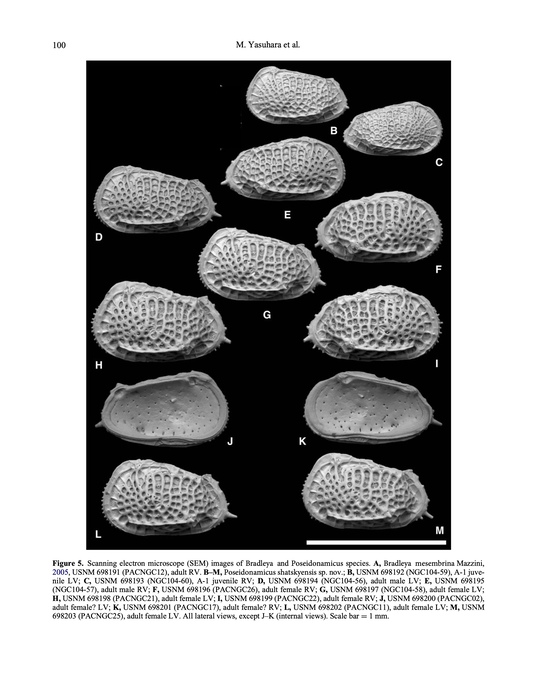 Poseidonamicus shatskyensis Yasuhara, Hunt & Okahashi, 2019 from the original description Poseidonamicus shatskyensis Yasuhara, Hunt & Okahashi, 2019 from the original description