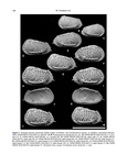 Poseidonamicus shatskyensis Yasuhara, Hunt & Okahashi, 2019 from the original description