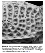 Poseidonamicus shatskyensis Yasuhara, Hunt & Okahashi, 2019 from the original description