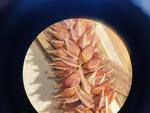 Pistillate spike of Carex songarica
