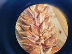 Achene of Carex songarica