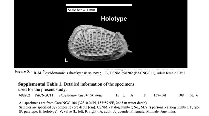 Holotype of Poseidonamicus shatskyensis Yasuhara, Hunt & Okahashi, 2019 from the original description Holotype of Poseidonamicus shatskyensis Yasuhara, Hunt & Okahashi, 2019 from the original description