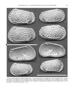 Poseidonamicus hisayoae Yasuhara, Cronin, Hunt & Hodell, 2009 from the original description