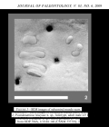 Poseidonamicus hisayoae Yasuhara, Cronin, Hunt & Hodell, 2009 from the original description