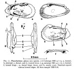 Phacorhabdotus spinosa Dingle, 1971 from the original description
