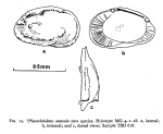 Phacorhabdotus anomala Dingle, 1971 from the original description