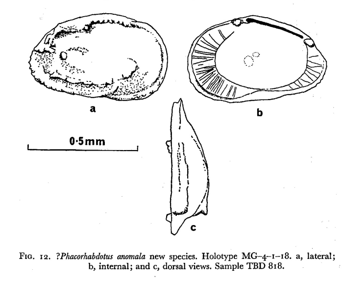 Phacorhabdotus anomala Dingle, 1971 from the original description Phacorhabdotus anomala Dingle, 1971 from the original description
