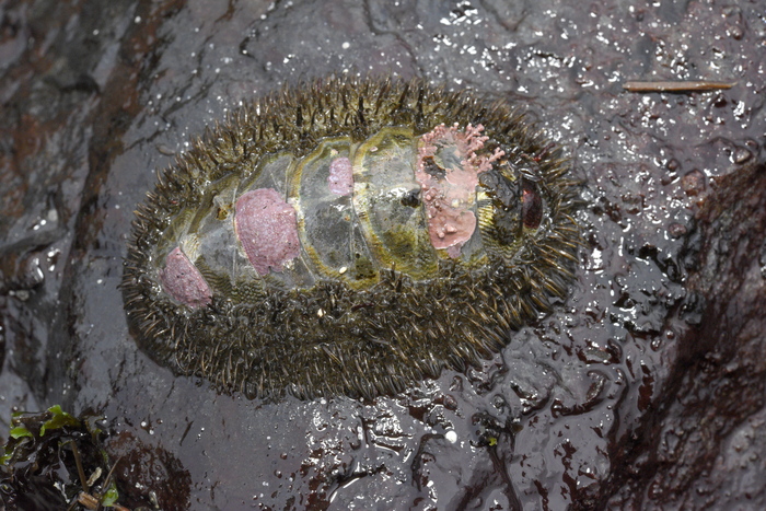 Mopalia muscosa Mopalia muscosa