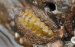 Mopalia kennerleyi