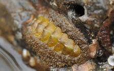 Mopalia kennerleyi