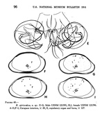 Bythocypris spiriscutica Maddocks, 1969 from the original description