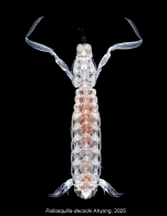 Pullosquilla decocki