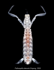 Pullosquilla decocki