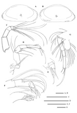 Bythocypris polarsterni Brandão, 2008 from the original description