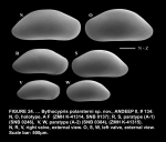 Bythocypris polarsterni Brandão, 2008 from the original description