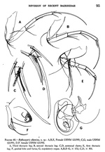 Bythocypris eltanina Maddocks, 1969 from the original description