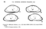 Bythocypris eltanina Maddocks, 1969 from the original description