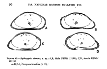 Bythocypris eltanina Maddocks, 1969 from the original description
