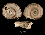Pseudomalaxis aldrovandii (Foresti, 1868)