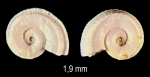 Pseudomalaxis aldrovandii (Foresti, 1868)