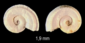 Pseudomalaxis aldrovandii (Foresti, 1868)